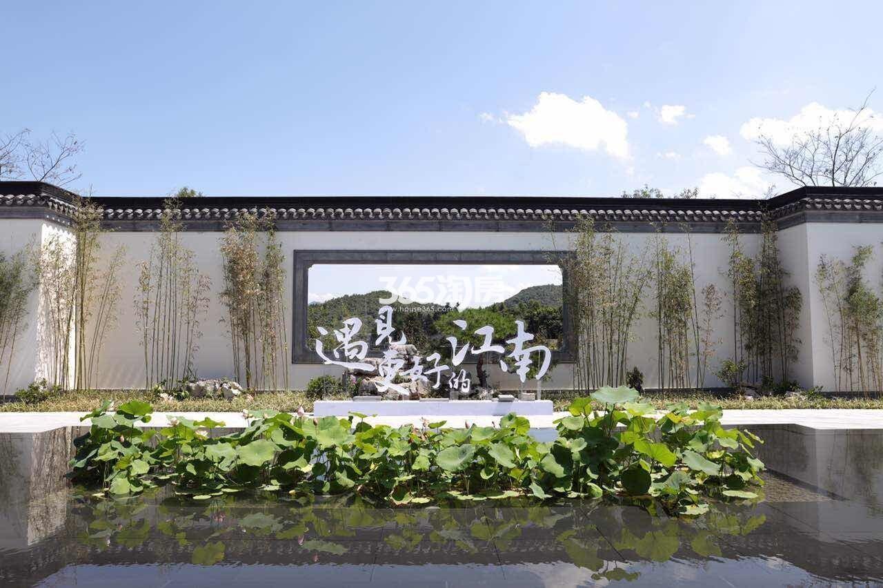 十里风荷实景图