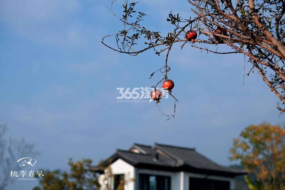 青云山居青云山居桃李春风小镇秋色