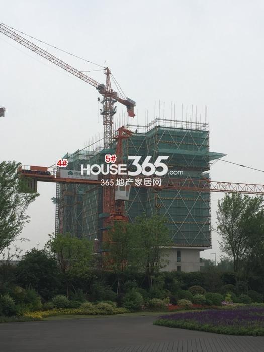 绿地华家池1号项目4、5号楼施工实景图 2015年5月摄