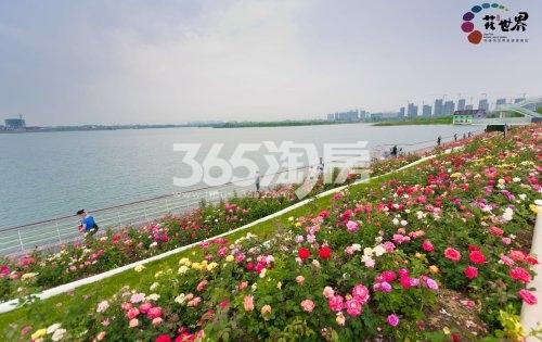 祥源花世界花海景观一角实景图（2020.7.6）